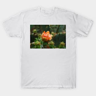 Orange Cactus Flower - Desert Blooming T-Shirt